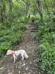 Will the steps ever end?